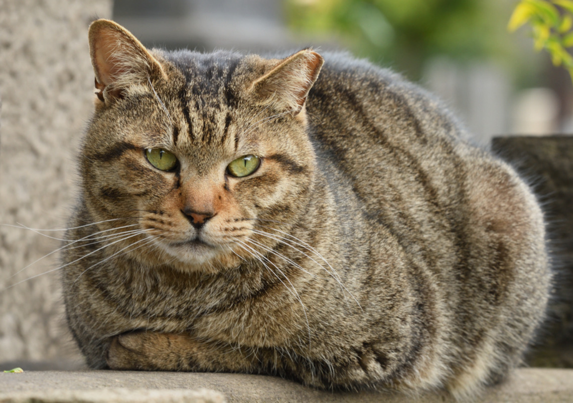 Whiskers